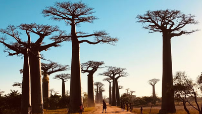Avenue of Baobabs Sunset Tour - Image - 14940